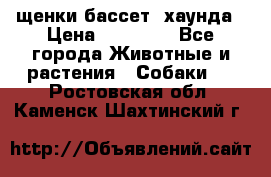 щенки бассет- хаунда › Цена ­ 20 000 - Все города Животные и растения » Собаки   . Ростовская обл.,Каменск-Шахтинский г.